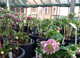 vergette-ltd-garden-design-hereford-worcester-west-midlands-helleborus-ashwood-primadonna (1)